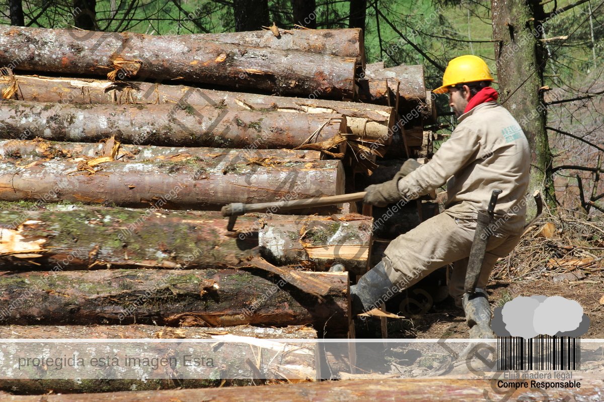 Forestry Worker stacking logs of pine (Pinus patula) in the yard of a FSC certified operation. Cipreses de Colombia Forest Operation in Antioquia, Colombia. In a FSC certified forest operation, workers have better working conditions, such as social security and industrial safety. At the global level, WWF supports forest management according to FSC standards.